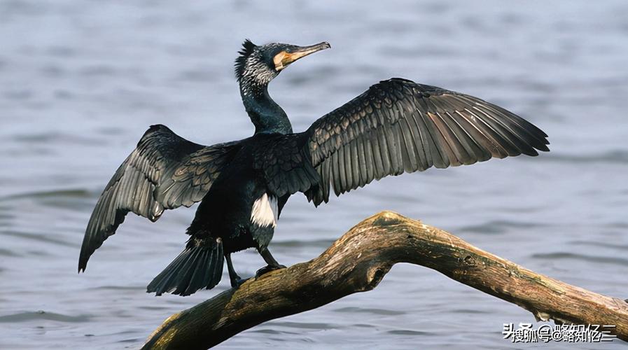 african pied cro,African Pied Crow: A Detailed Multidimensional Introduction