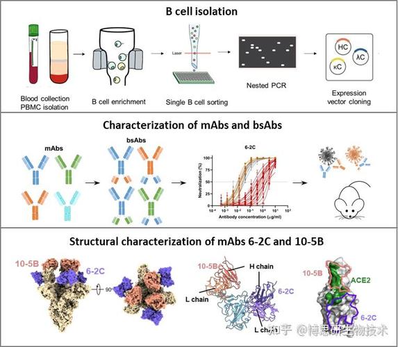 antibody development cro,Understanding Antibody Development at a Cellular Research Organization