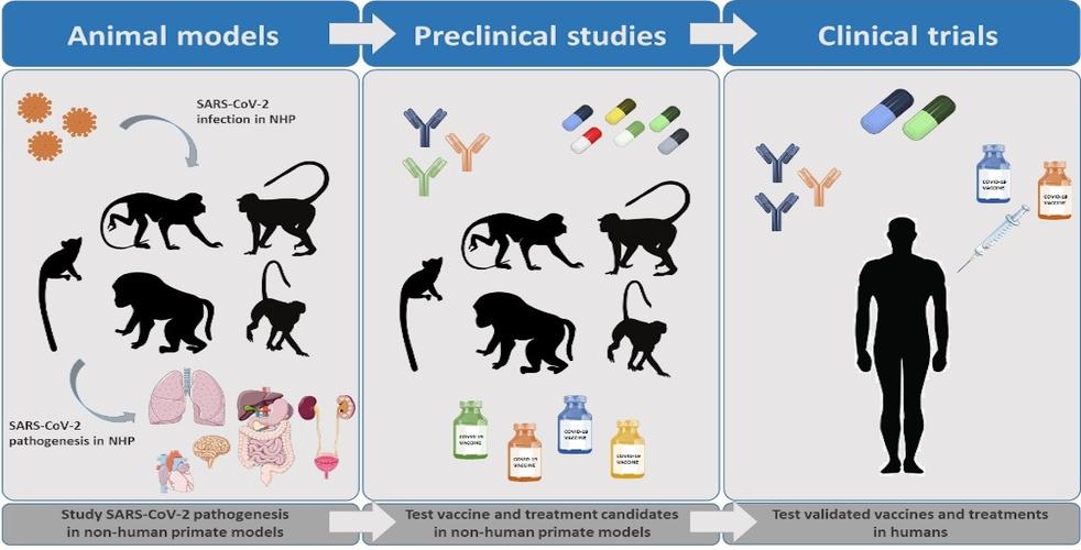 animal studies preclinical cro,Animal Studies Preclinical Cro: A Comprehensive Overview