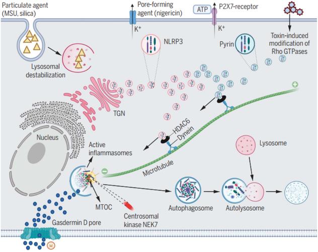 cro cryoem,Understanding CRO and CryoEM: A Comprehensive Guide