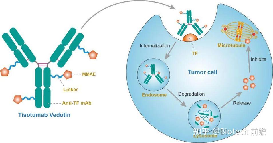 adcc assay cro,Understanding ADCC Assay with Cro: A Comprehensive Guide