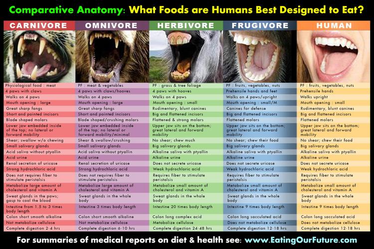 are cro magnon scarnivores hebvores or omnivores,Are Cro Magnon Scarnivores, Herbivores, or Omnivores?